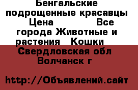 Бенгальские подрощенные красавцы. › Цена ­ 20 000 - Все города Животные и растения » Кошки   . Свердловская обл.,Волчанск г.